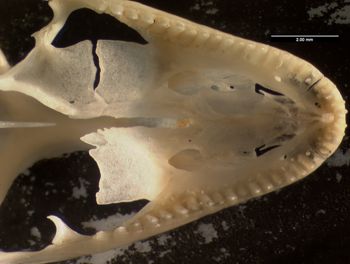 Media type: image;   Herpetology R-107078